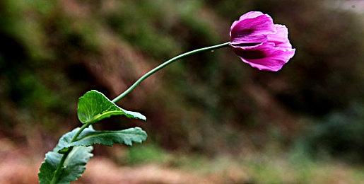 《魔女之泉R》大型更新免费上线多平台 特别好评美少女RPG